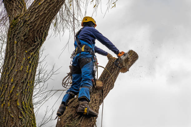 Atlantic, IA Tree Services Company